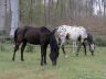 chevaux_2012-04_02.jpg